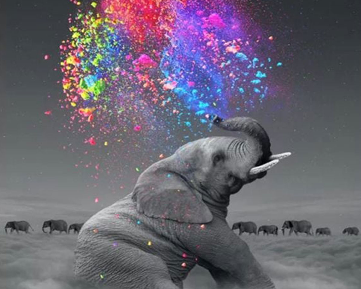 Pictura pe numere - Elefant si culori